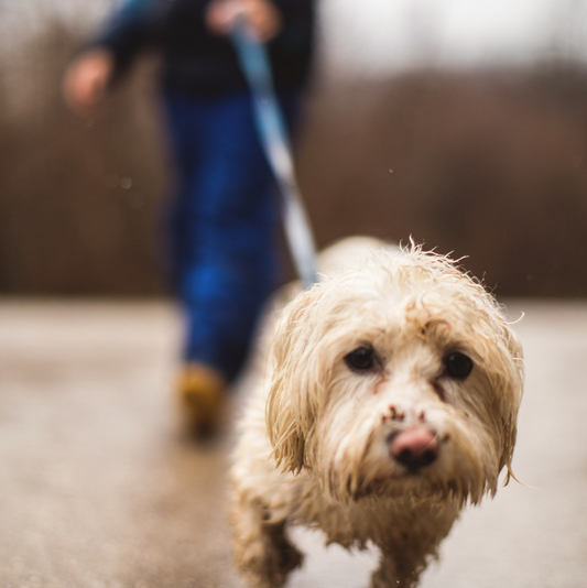 Raw Pet Food Essential Member - iFeedraw Essential